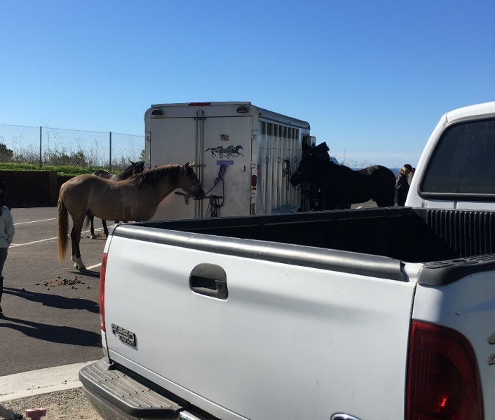 Taking Advantage of Horse Trailer Tuesday at the Pismo Preserve  | SLO Horse News 