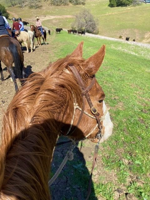 Horses and Wine Blend Together for a Great Equestrian Girls’ Getaway Time  | SLO Horse News 