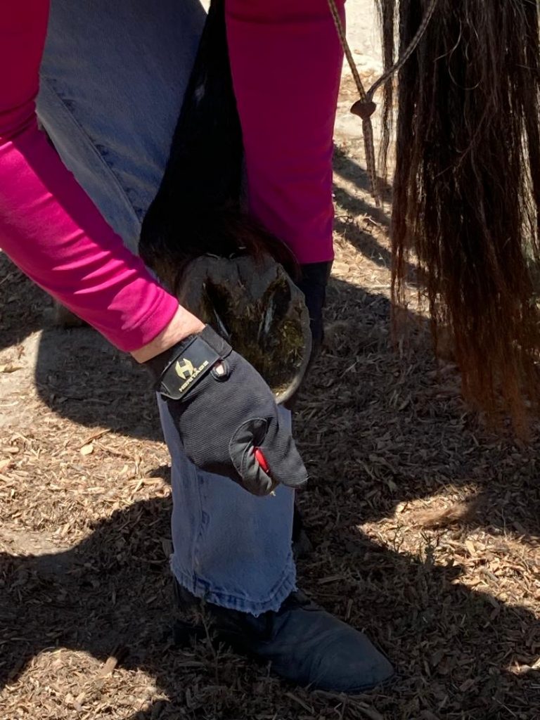 How to Streamline Your Grooming Routine SLO Horse News