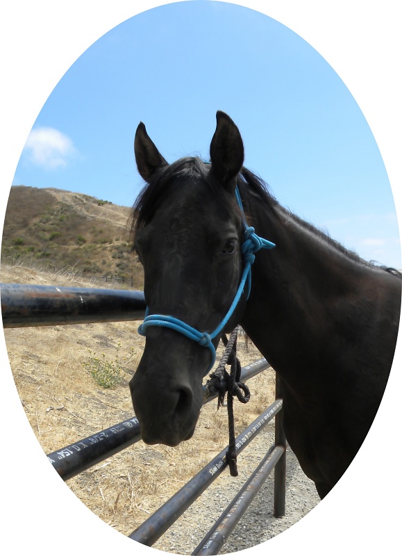Enjoy Connecting with Your Horse Without Adding Another Training Routine | SLO Horse News 