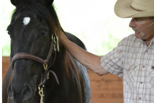 Be Spellbound by Horse Intellect and Humor with Author and Clinician Anna Blake | SLO Horse News
