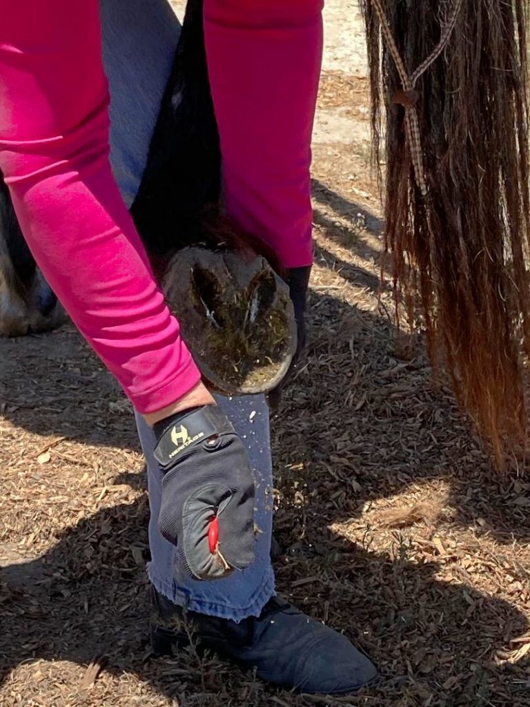 When I Really Learned to Pick a Horse Hoof, Properly  | SLO Horse News 