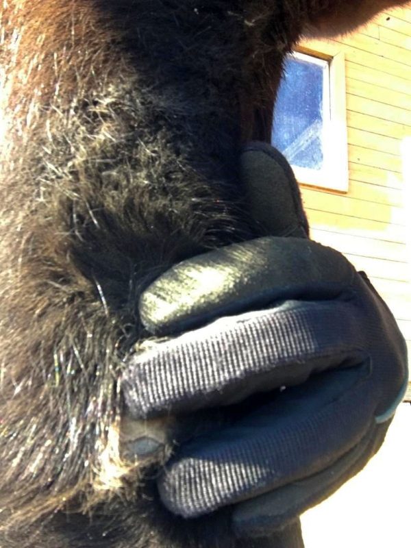 When I Really Learned to Pick a Horse Hoof, Properly SLO Horse News