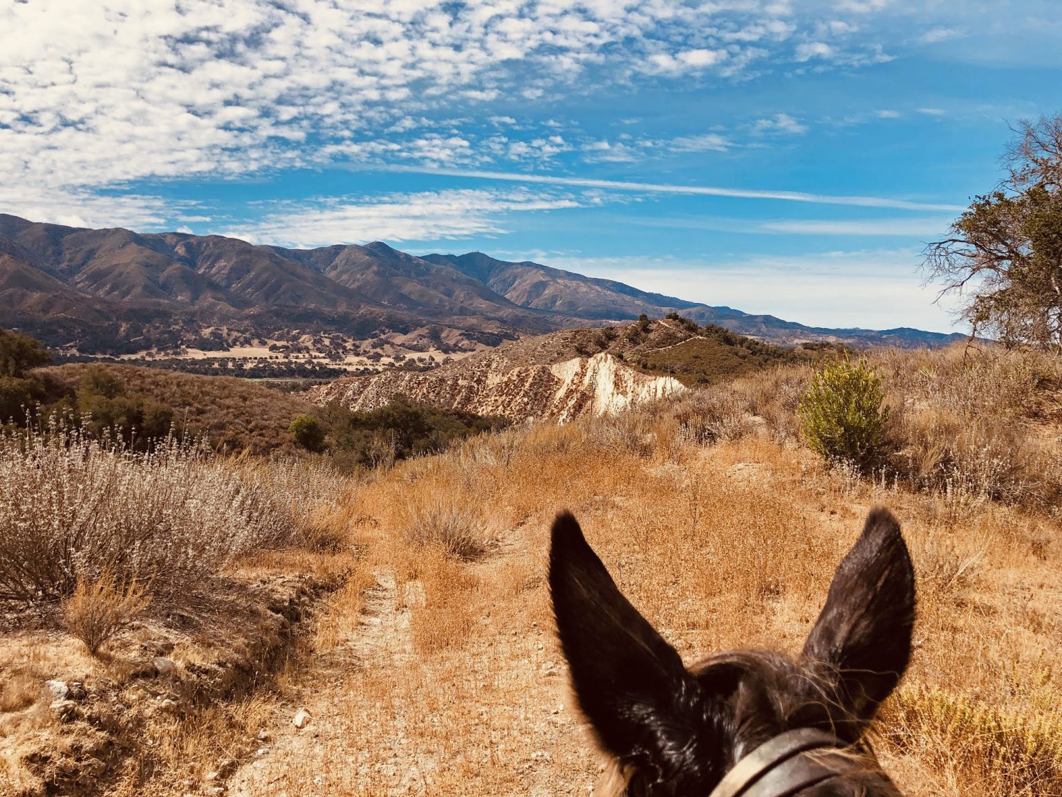 Explore New Trails Horse and Mule Trail Riders in the 805 Meetup SLO