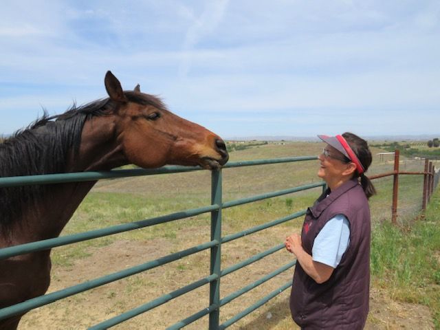 Volunteers are the Heart of Redwings Horse Sanctuary
