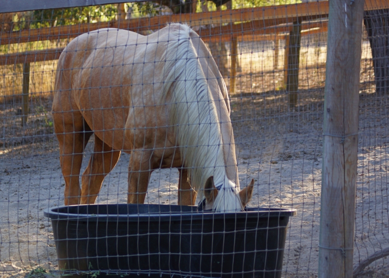 Sage and Spur Ranch Provides Custom Care for Your Horse | SLO Horse News