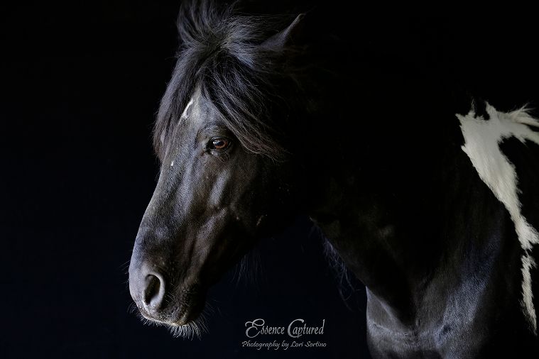 When a Horse Photo Becomes Art: Meet the Artist Lori Sortino  | SLO Horse News 