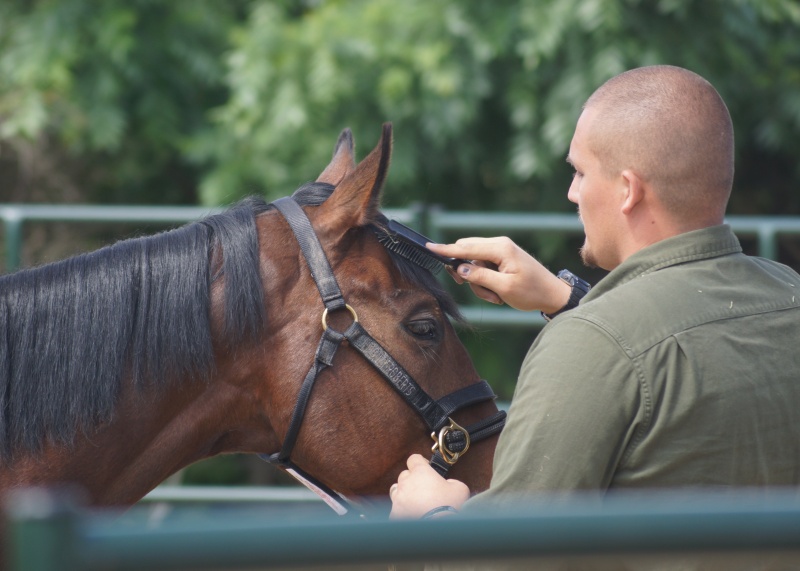 Horses Transform Veterans’ Lives and Career Paths | SLO Horse News