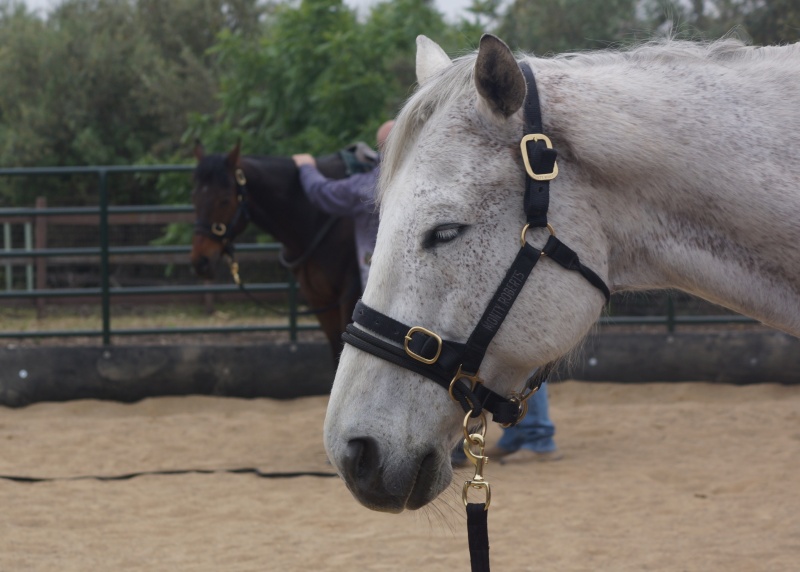 Horses Transform Veterans’ Lives and Career Paths | SLO Horse News