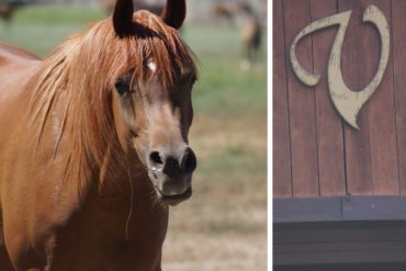 The Varian Equestrian Center : Polishing the Gem
