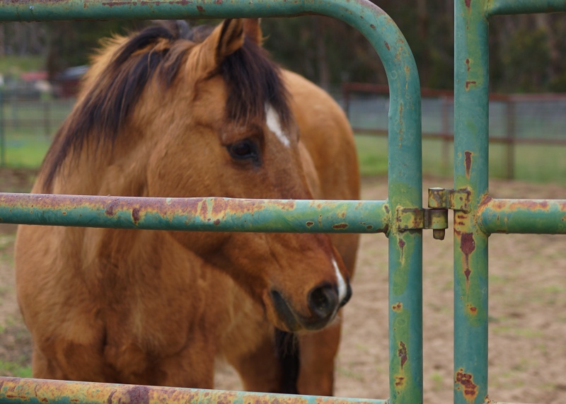 A Dream Realized: Little Riders Moves into a New Permanent Home