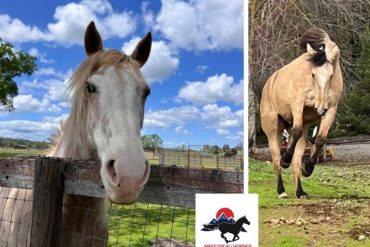 Mustang Magic Showcase Event at Sweetbeau Horses Open House