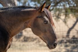 Redwings Horse Sanctuary: Handsome’s Rehabilitation