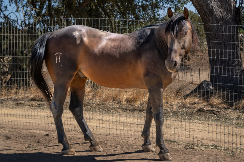 Redwings Horse Sanctuary: Handsome’s Rehabilitation