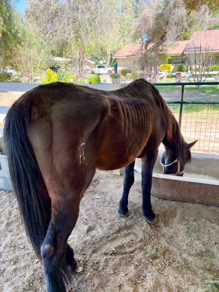 Redwings Horse Sanctuary: Handsome’s Rehabilitation