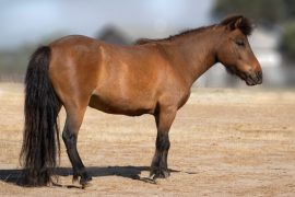 Sriracha’s Journey from Abandoned to Ambassador