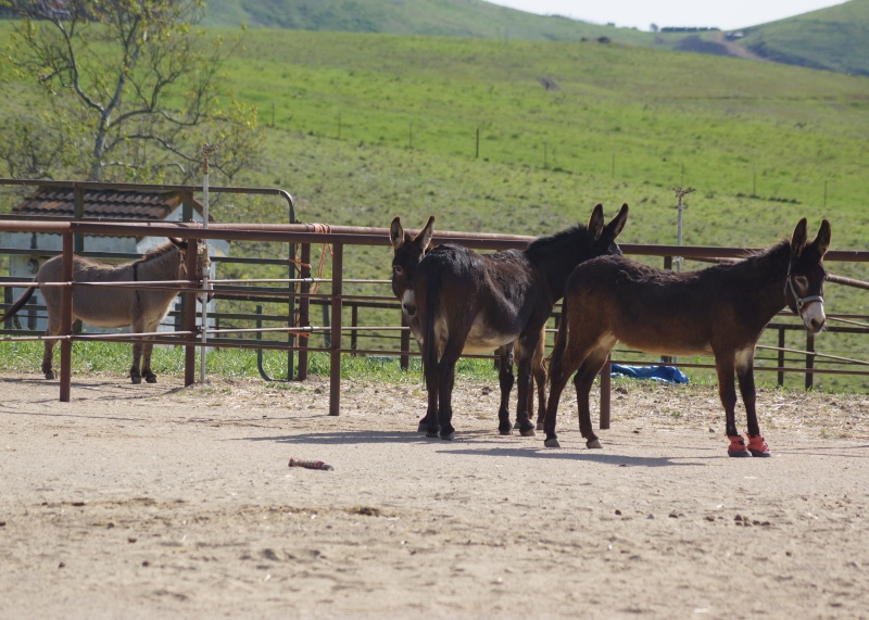 Improve Your Horsemanship by Working with Donkeys