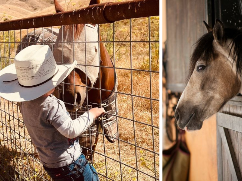 Living the Dream of Horse Property Ownership